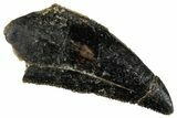 Serrated, Raptor Tooth - Real Dinosaur Tooth #269126-1